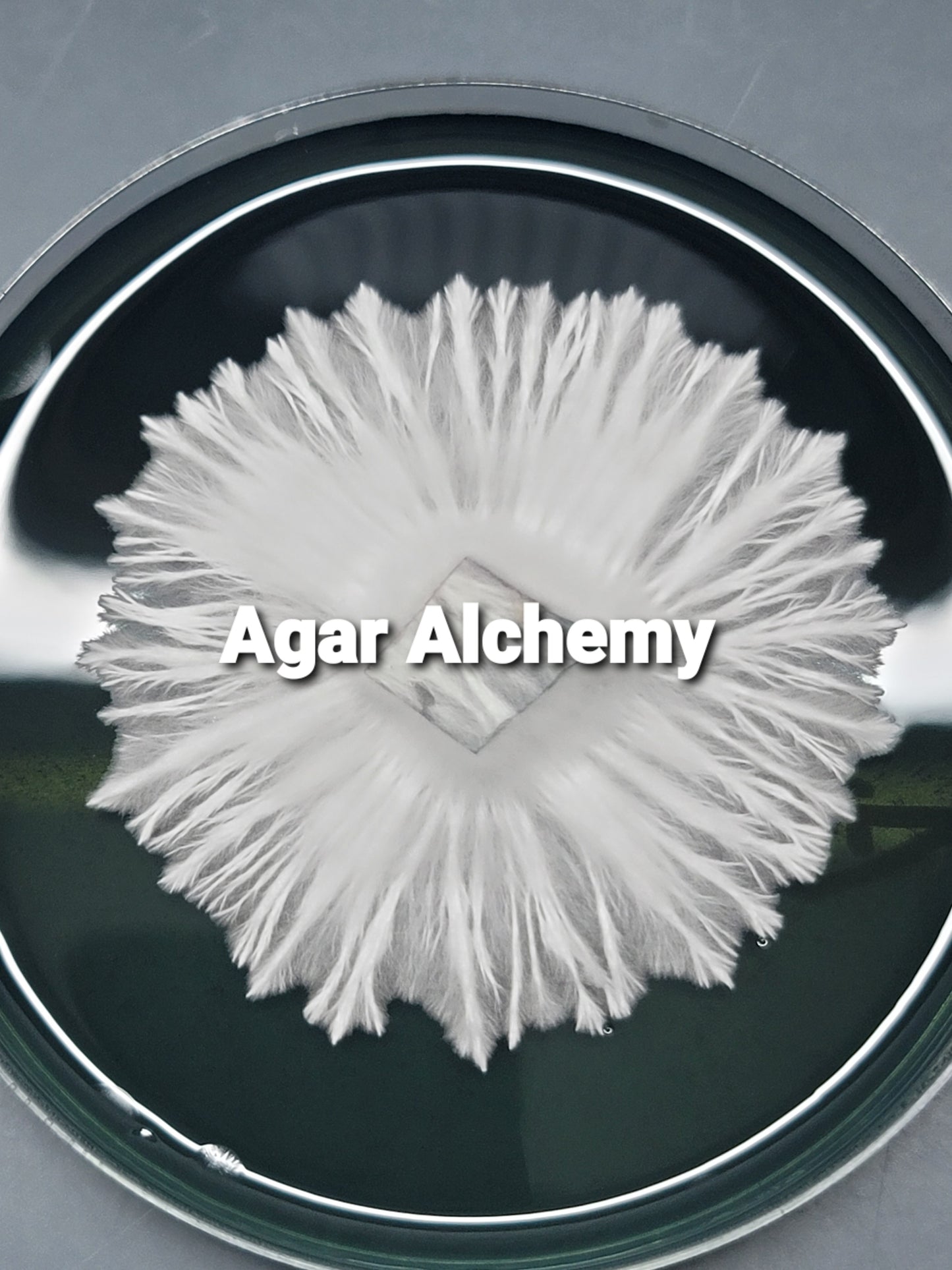 Agar Alchemy - Art of Isolation