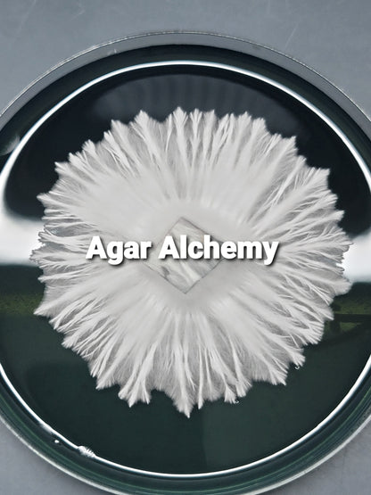 Agar Alchemy - Art of Isolation